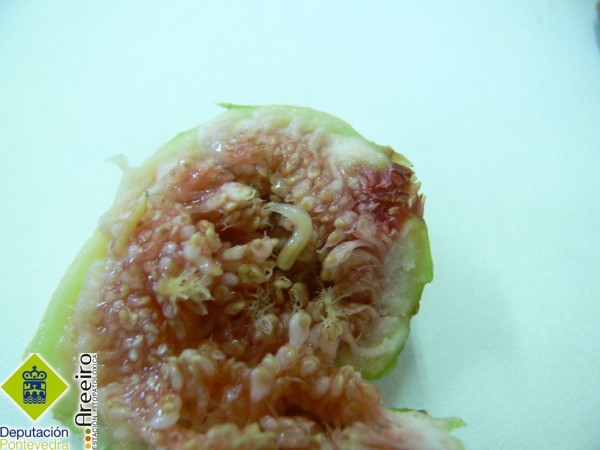 Mosca negra / Mosca Mediterránea - Larva en fruto